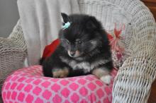 Puppies for sale pomeranian spitz - Greece, Piraeus