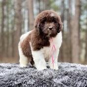 Puppies for sale newfoundland - Portugal, Braga