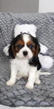 Puppies for sale king charles spaniel - Sweden, Norcheping