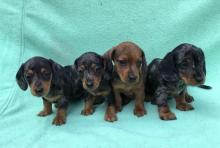 Puppies for sale dachshund - USA, District Of Columbia