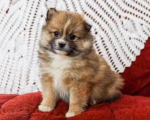 Puppies for sale pomeranian spitz - United Kingdom, Nottingham