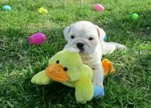 Puppies for sale english bulldog - Uzbekistan, Bukhara