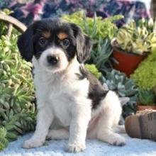 Puppies for sale king charles spaniel - Portugal, Mirandela