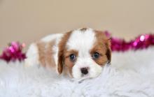 Puppies for sale king charles spaniel - Greece, Heraklion