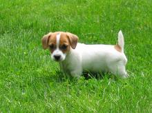 Puppies for sale , jack russell terrier - Georgia, Burn