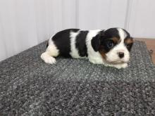 Puppies for sale king charles spaniel - Ukraine, Kherson