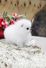 Puppies for sale pomeranian spitz - Belarus, Brest