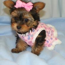Puppies for sale yorkshire terrier - Ireland, Dublin. Price 12 €