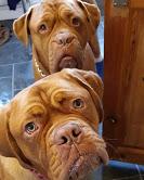 Puppies for sale bordeaux dog - United Kingdom, Blackpool