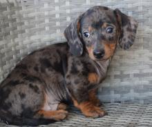 Puppies for sale dachshund - USA, Rhode Island