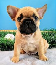 Puppies for sale french bulldog - Netherlands, Hemstede