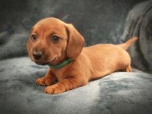 Puppies for sale dachshund - United Kingdom, Newcastle