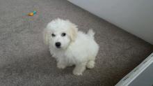 Puppies for sale bichon - Canada, Alberta, Edmonton