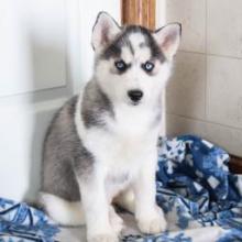 Puppies for sale , siberian husky - Canada, Manitoba