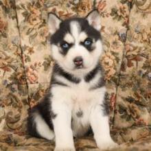 Puppies for sale , siberian husky - Canada, Alberta