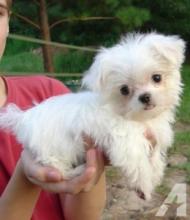 Puppies for sale maltese - Canada, Alberta, Calgary