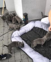 Puppies for sale american staffordshire terrier - Kyrgyzstan, Bishkek