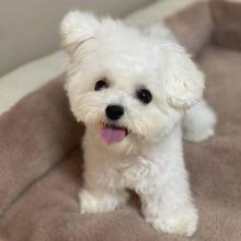 Puppies for sale maltese - Russia, Archangel