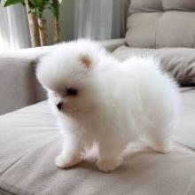 Puppies for sale pomeranian spitz - Canada, British Columbia