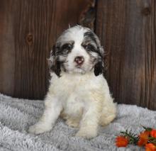 Puppies for sale cocker spaniel - Germany, Bochum