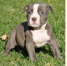 Puppies for sale american pit-bull terrier - Ireland, Dublin