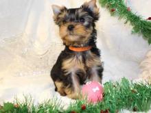 Puppies for sale yorkshire terrier - Ireland, Dublin. Price 12 €