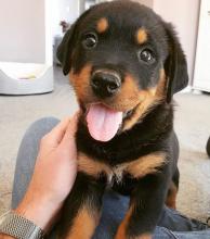 Puppies for sale rottweiler - Ireland, Louth