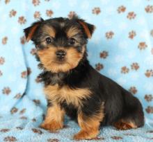 Puppies for sale yorkshire terrier - Moldova, Balti