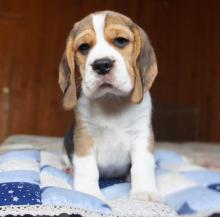 Puppies for sale beagle - Germany, Munich