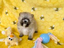 Puppies for sale pomeranian spitz - Netherlands, Rotterdam. Price 11 €