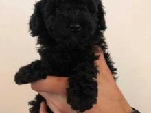 Puppies for sale toy-poodle - Poland, Warsaw. Price 10 €