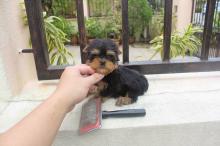 Puppies for sale yorkshire terrier - Slovakia, Bratislava