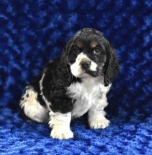 Puppies for sale cocker spaniel - Sweden, Leksand