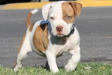 Puppies for sale american pit-bull terrier - Germany, Oranienburg. Price 11 €