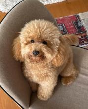 Puppies for sale toy-poodle - Germany, Munich