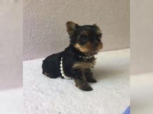 Puppies for sale yorkshire terrier - Germany, Aachen