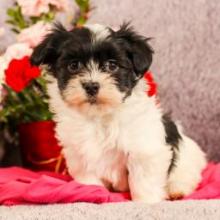 Puppies for sale havanese - Germany, Dresden