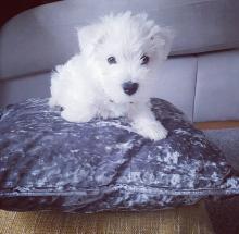 Puppies for sale west highland white terrier - Ireland, Westmeath