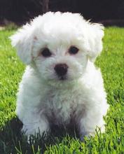 Puppies for sale bichon - Lithuania, Vilnius. Price 11 $