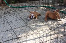 Puppies for sale english bulldog - Austria, Graz