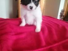 Puppies for sale papillon and phalene - Ireland, Cork. Price 10 €