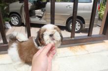 Puppies for sale shih tzu - Romania, Dirlosh