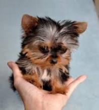 Puppies for sale yorkshire terrier - Germany, Dusseldorf