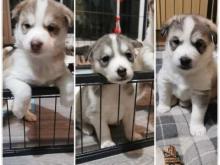 Puppies for sale haski - Italy, Turin. Price 10 $