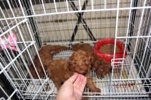 Puppies for sale toy-poodle - Slovakia, Bratislava