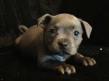 Puppies for sale staffordshire bull terrier - Italy, Milan. Price 10 €