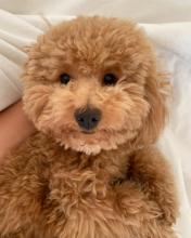 Puppies for sale toy-poodle - Ireland, Meath