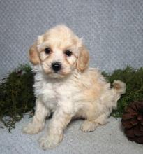 Puppies for sale other breed - Estonia, Sillamyae