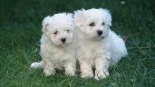 Puppies for sale maltese - Ireland, Cork. Price 11 €