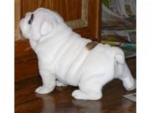 Puppies for sale english bulldog - Germany, Dusseldorf